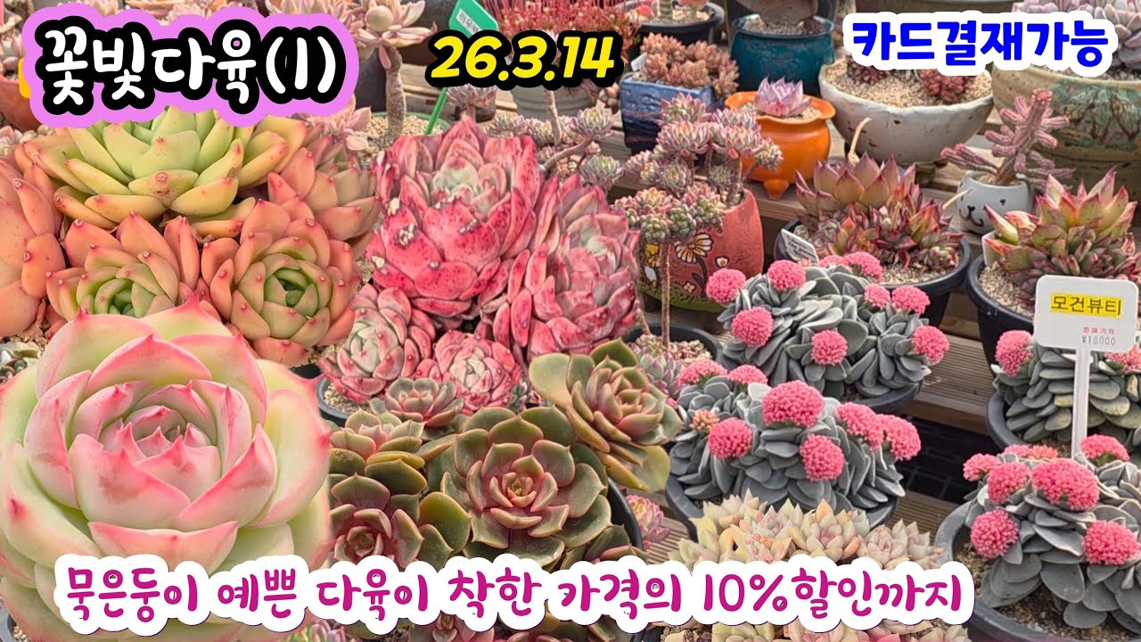 꽃빛다육(1) 묵어져 예쁜 다육이 코노피튬 수입다육이 10%할인 향이 좋은 알비카 누다