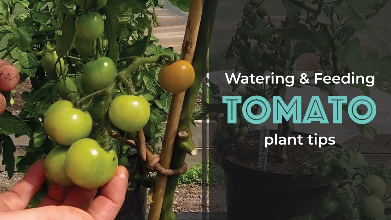 Watering & Feeding Tomato Plant Tips