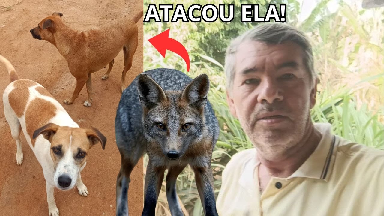 ESSA NOITE A BRIGA FOI FEIA DA RAPOSA COM A CARAMELO