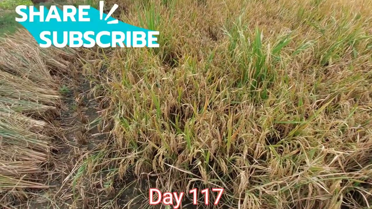 2025 Rice Farming Journey: From Seed to Harvest Day 117