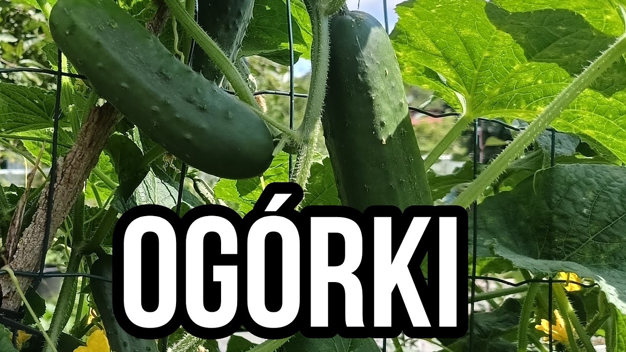 mączniak rzekomy i kanciasta plamistość ogórka