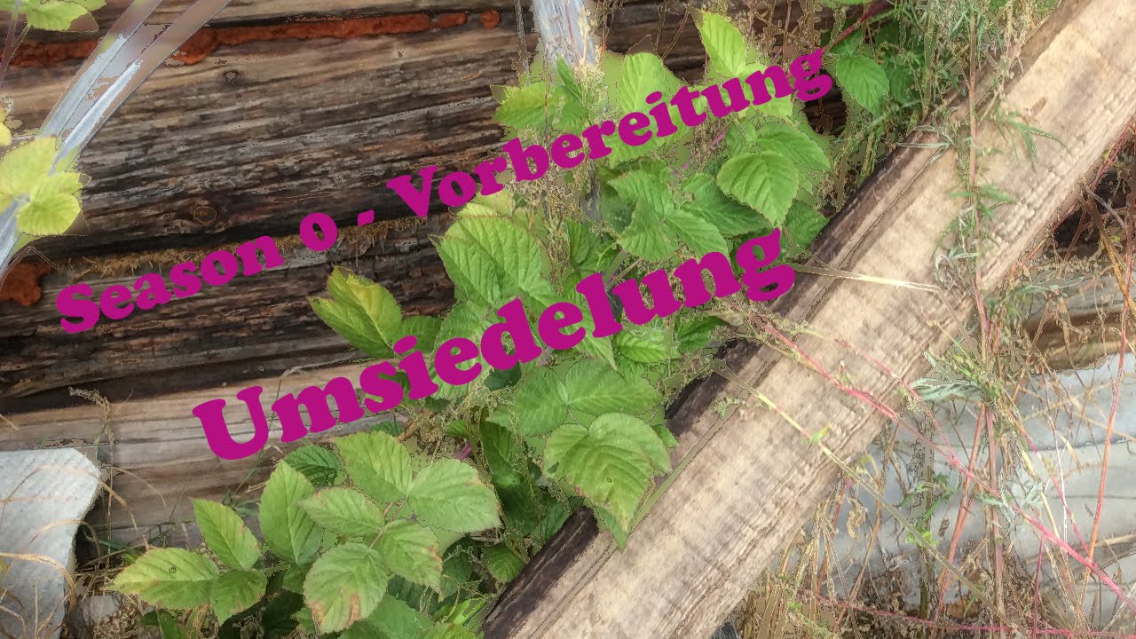 Umsiedelung - Brommbeere oder Himmbeere?