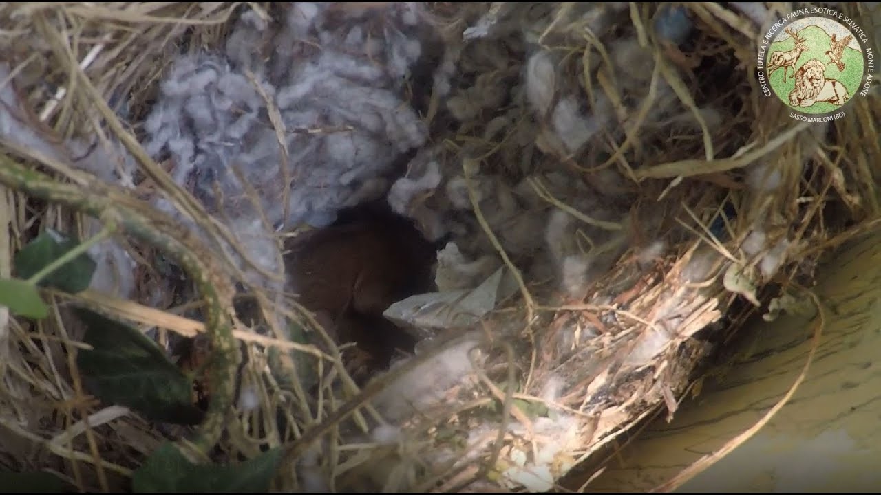 Ricollocamento di 4 cuccioli di scoiattolo