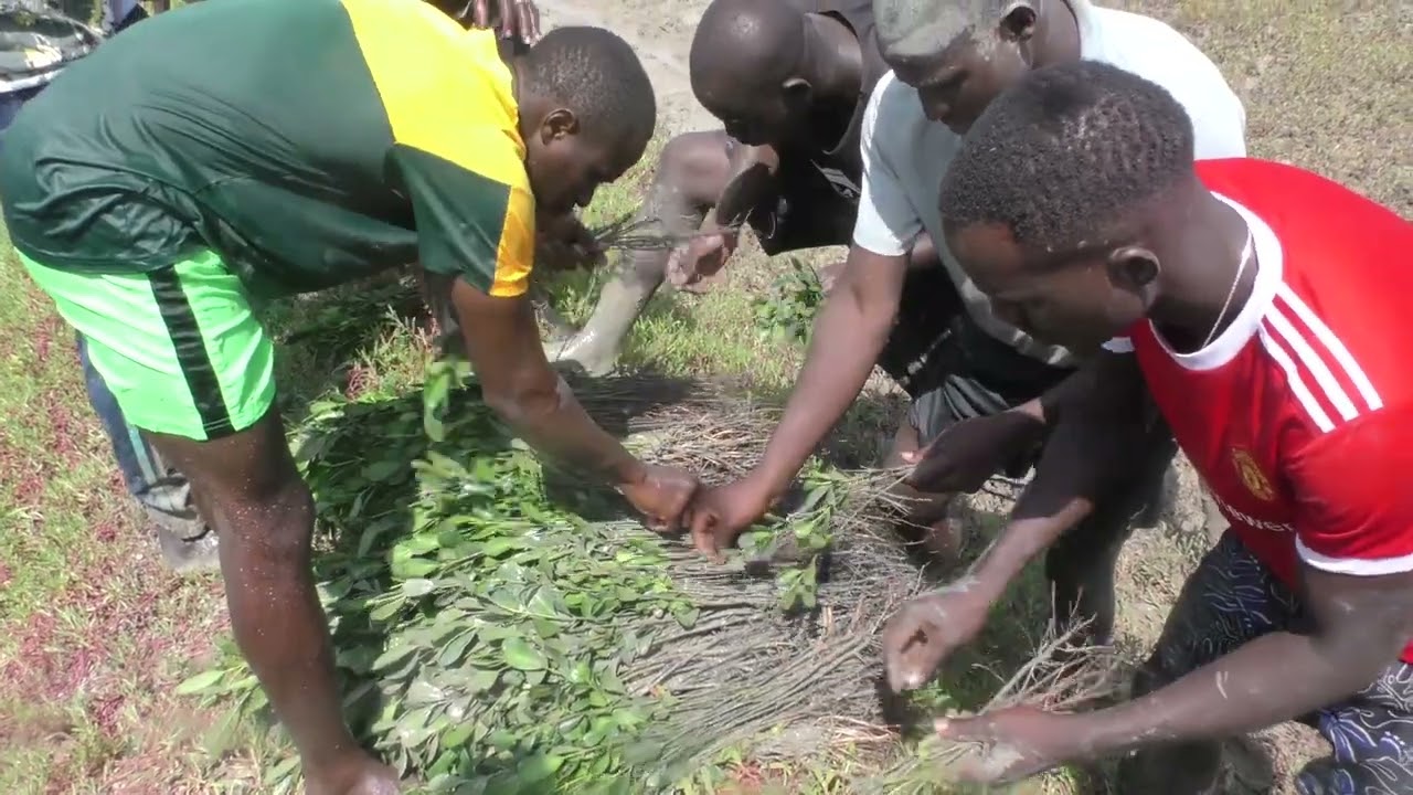 Restauração das Florestas de Mangal na Guiné-Bissau