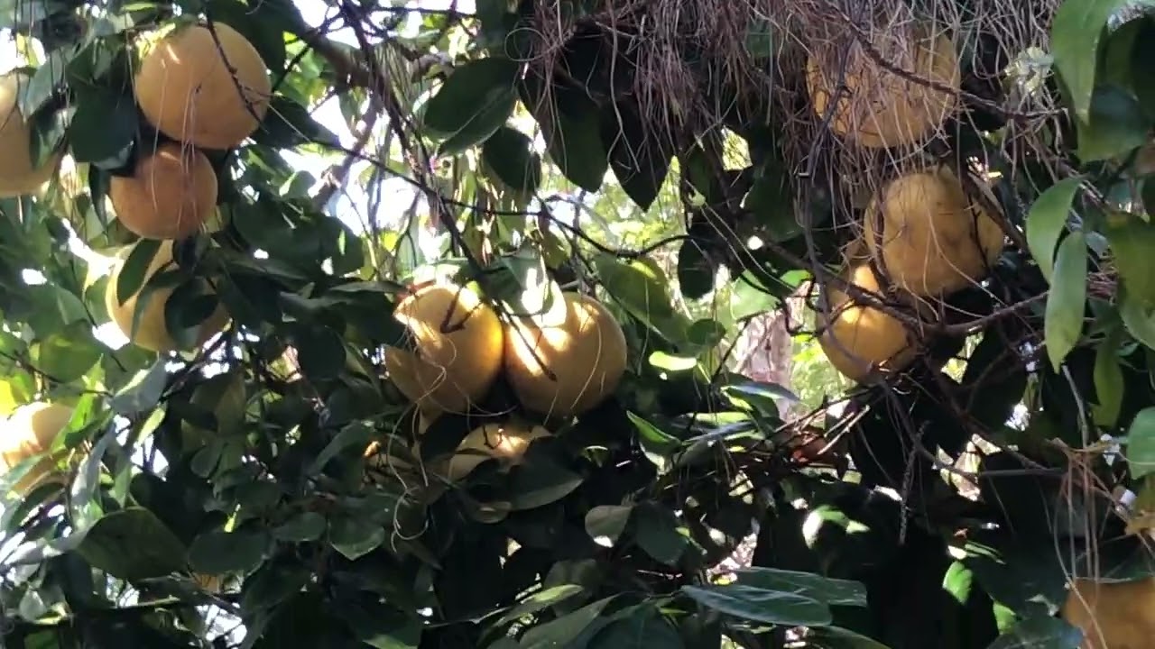 Marsh white grapefruit - what's the verdict