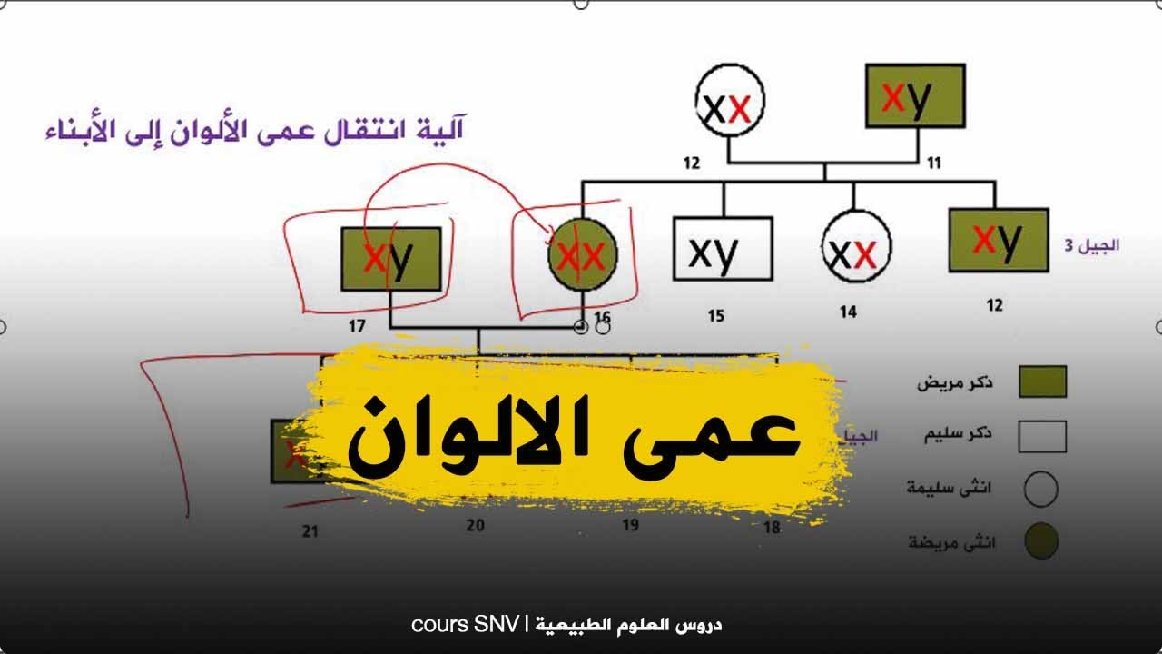 الدرس 44 خطورة الزواج بين ذوي القرابة علوم طبيعية للسنة الرابعة متوسط الجيل الثاني
