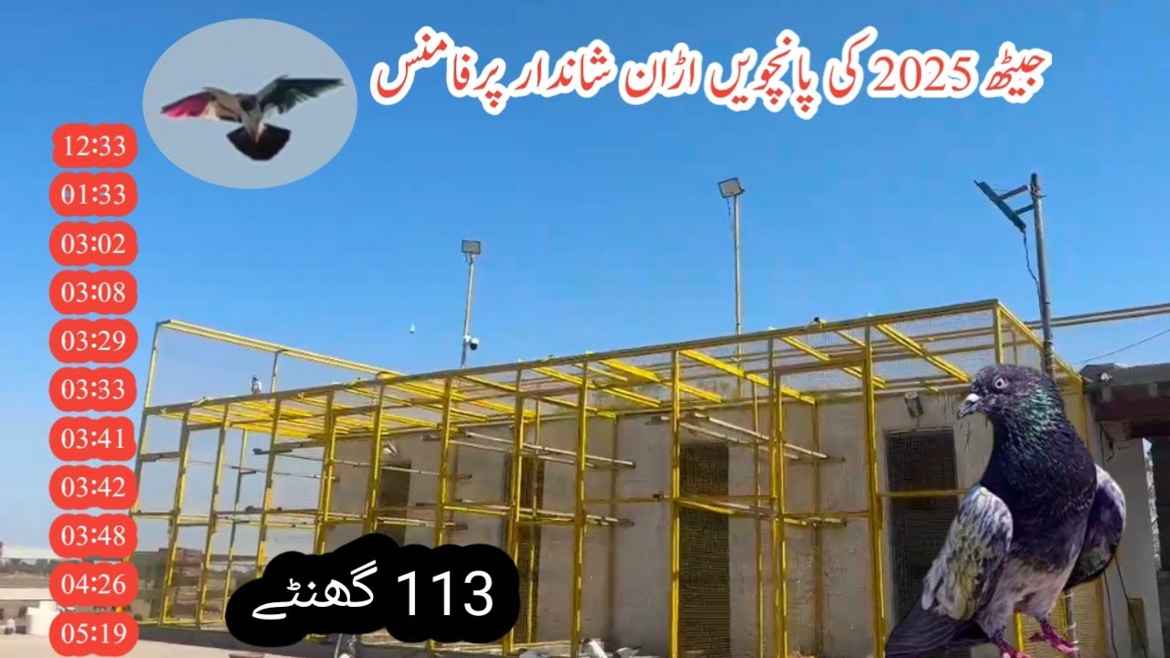 1June 2025 Jeath Bazi Or Towrnament Ki Update Kashif Zaman Pigeon Kabootar Bazi