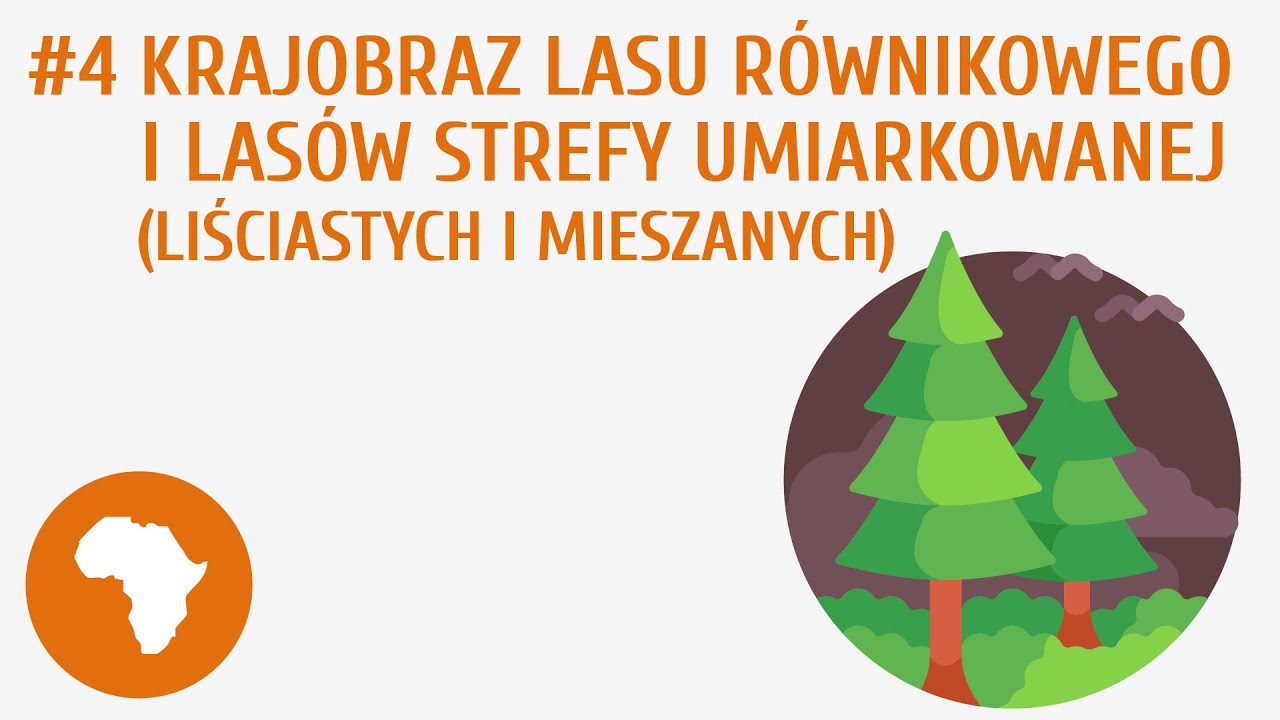 Krajobraz lasu równikowego i lasów strefy umiarkowanej (liściastych i mieszanych) #4 [ Krajobraz