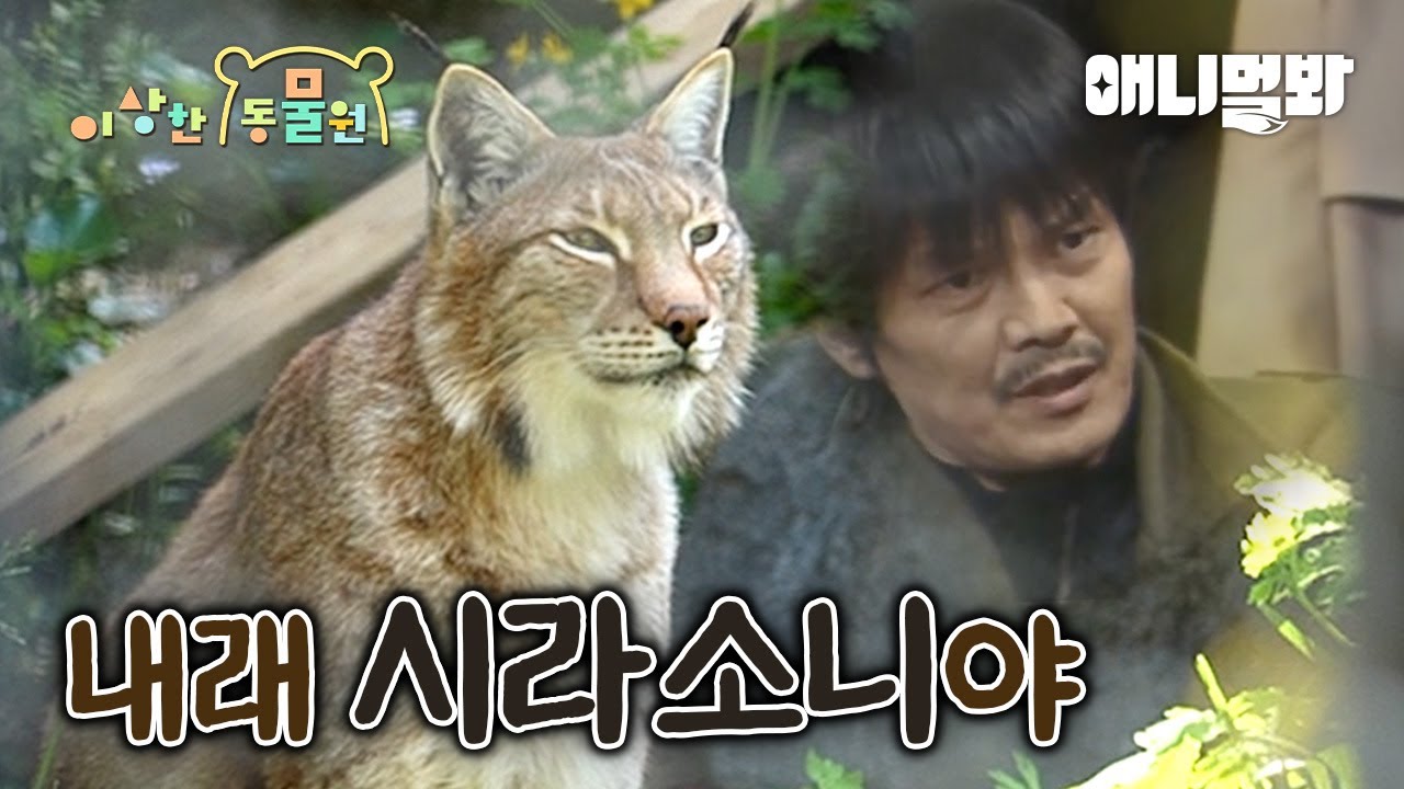 거 두한이~ 날래 안 보고 뭐하니 기래 - 스라소니 - | 이상한동물원 E.16 |ㅣDoohan~ Come Here And See Me - Eurasian Lynx -