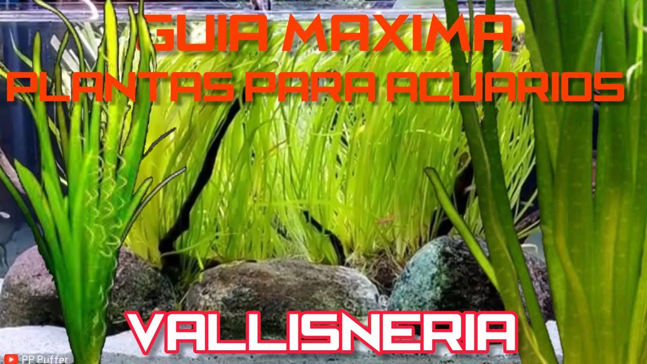 Vallisneria Plantas Para Acuarios