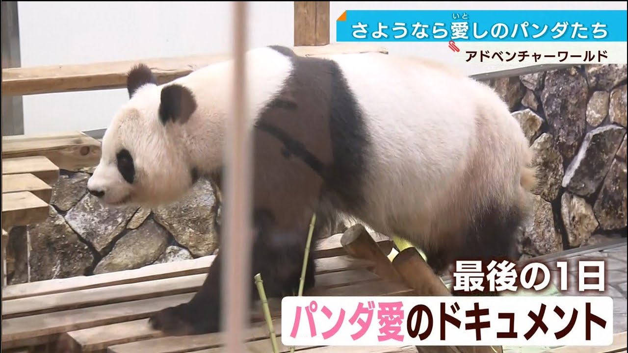 【最後にひと目】さようなら白浜パンダ…ファン涙のお別れ 28日中国へ アドベンチャーワールド