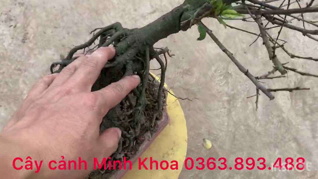 Nhất chi mai | Cây nhất chi mai | Cây mai trắng| Cây mai| Cây mai chơi tết| Nhất chi mai giá rẻ