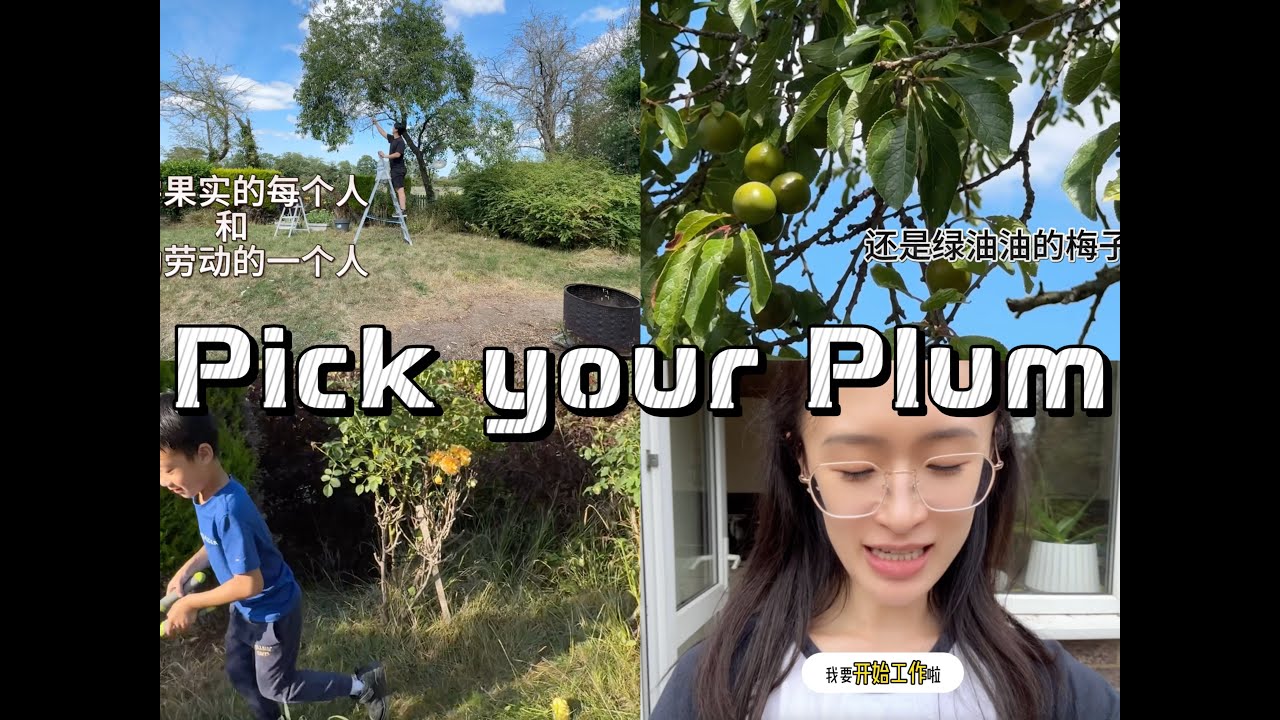 vlog｜在英国拥有一棵甜到爆的李子树是什么体验