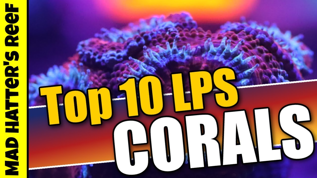 10 лучших кораллов LPS