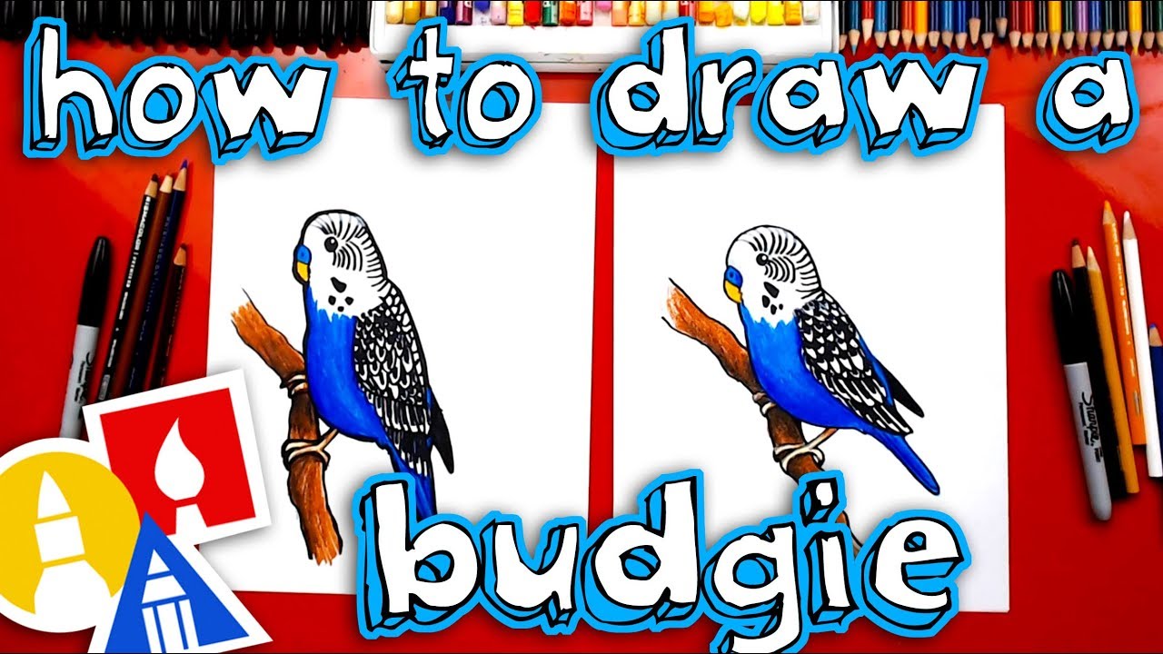 How To Draw A Budgie Parakeet