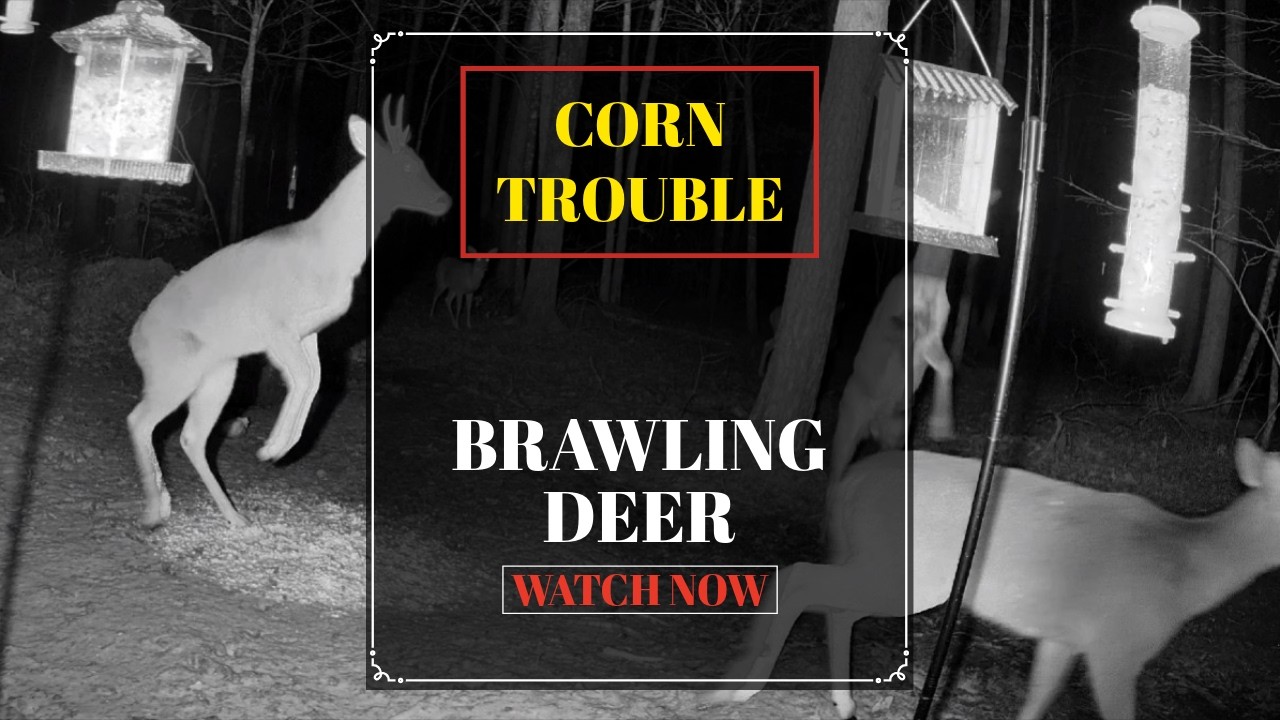 Deer Brawling at the Corn