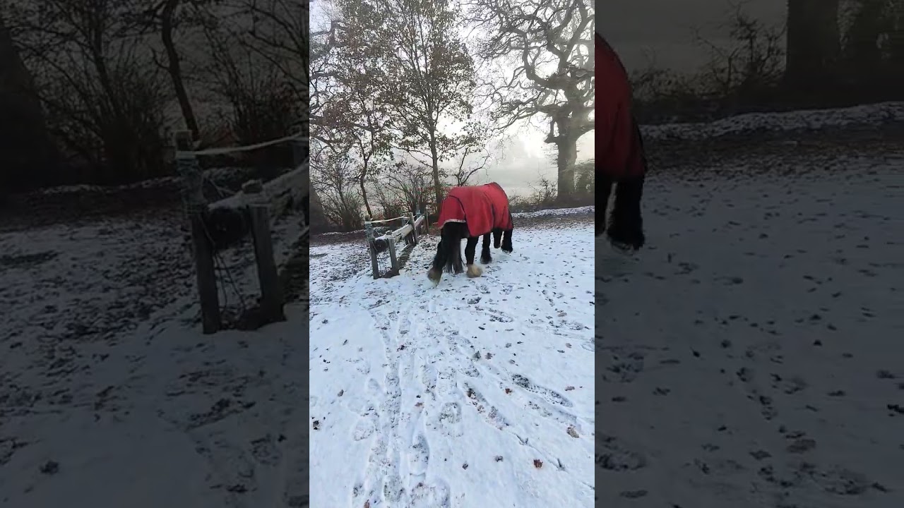 Clydesdale runs in the snow! 🐎☃️ #horseshorts  #funnyhorsevideos #horses