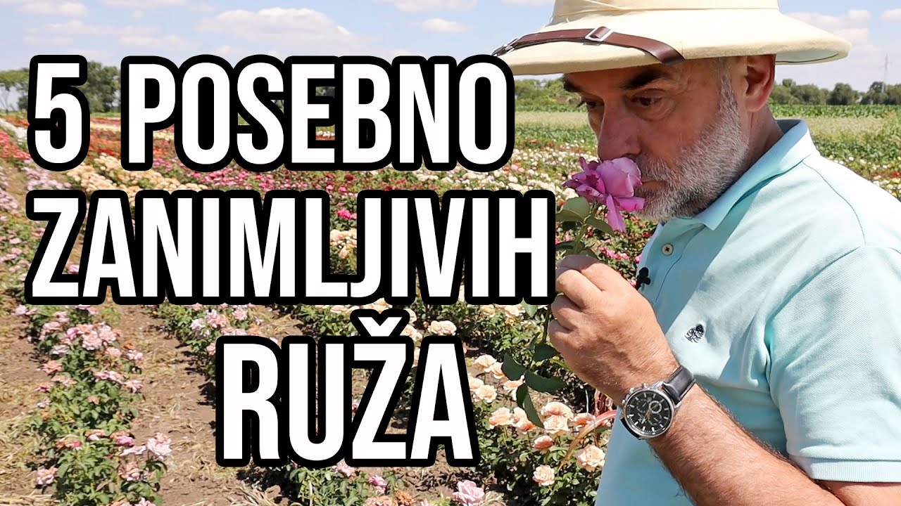 5 posebno zanimljivih ruža