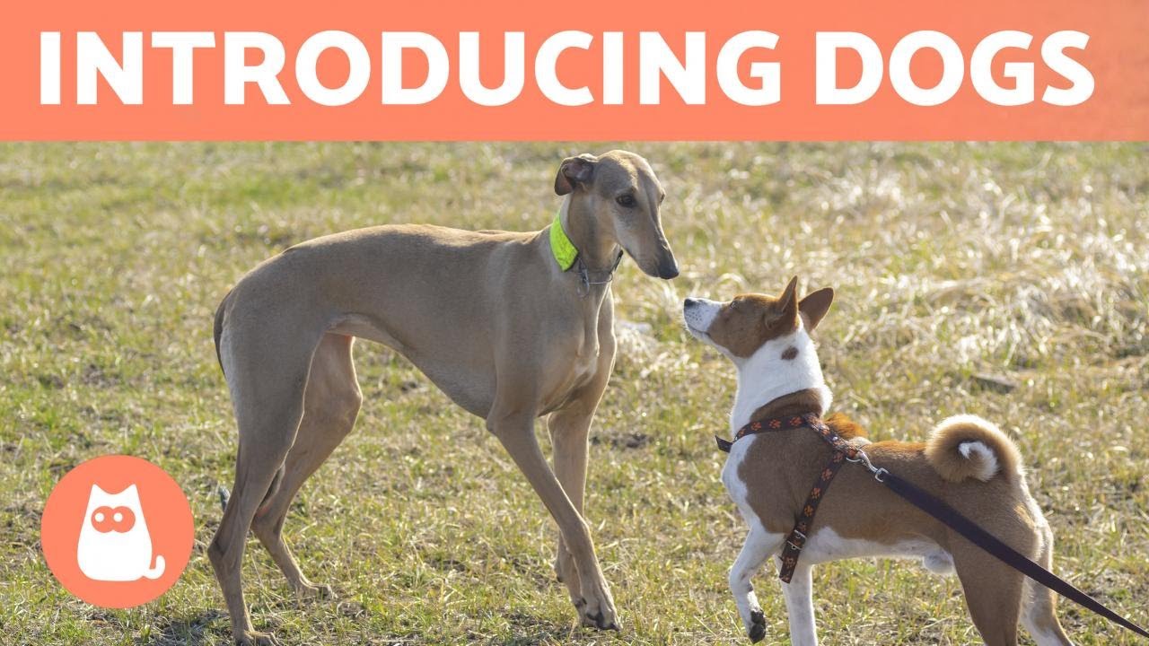6 COMMON MISTAKES When INTRODUCING TWO DOGS Together 🐶🐶❌