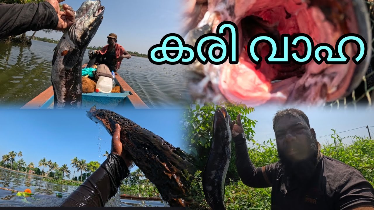 കരി വാഹ | FISHINGVLOG | #reallife #realfishing   