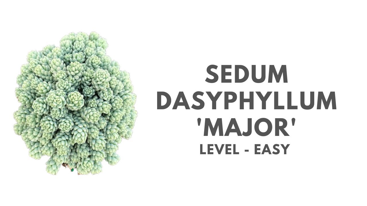 || SEDUM DASYPHYLLUM MAJOR ||
