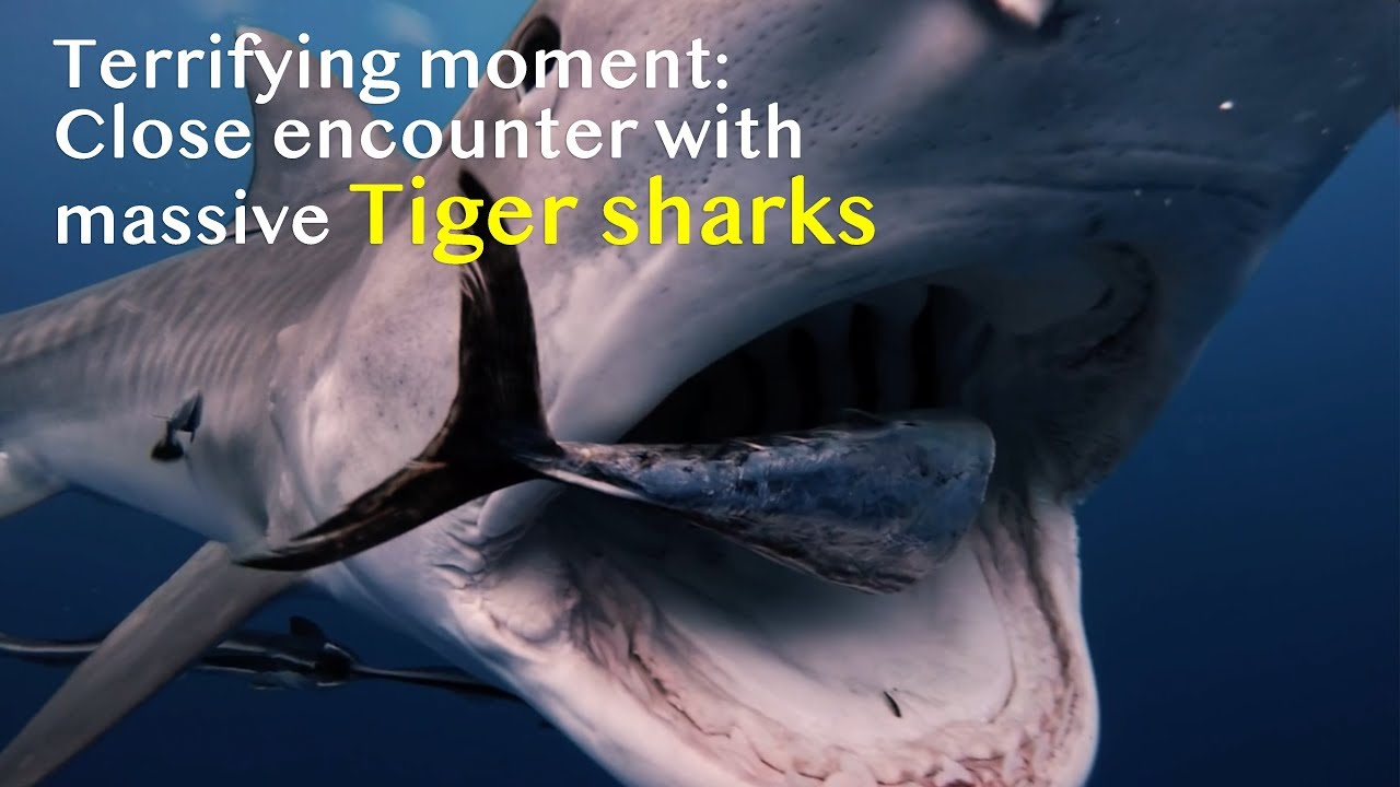 Terrifying close encounter with massive Tiger sharks off Florida coast
