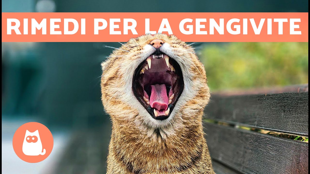 4 RIMEDI CASALINGHI per la GENGIVITE nei GATTI 🐱✅ | Trattamento per la gengivite nei gatti