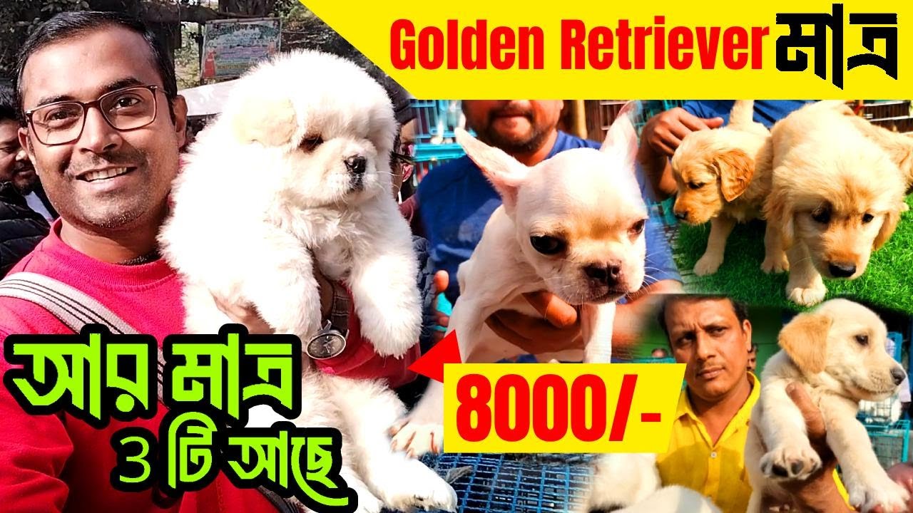 Galiff Street Pet Market Kolkata | dog market in kolkata | dog market in kolkata price | dogs