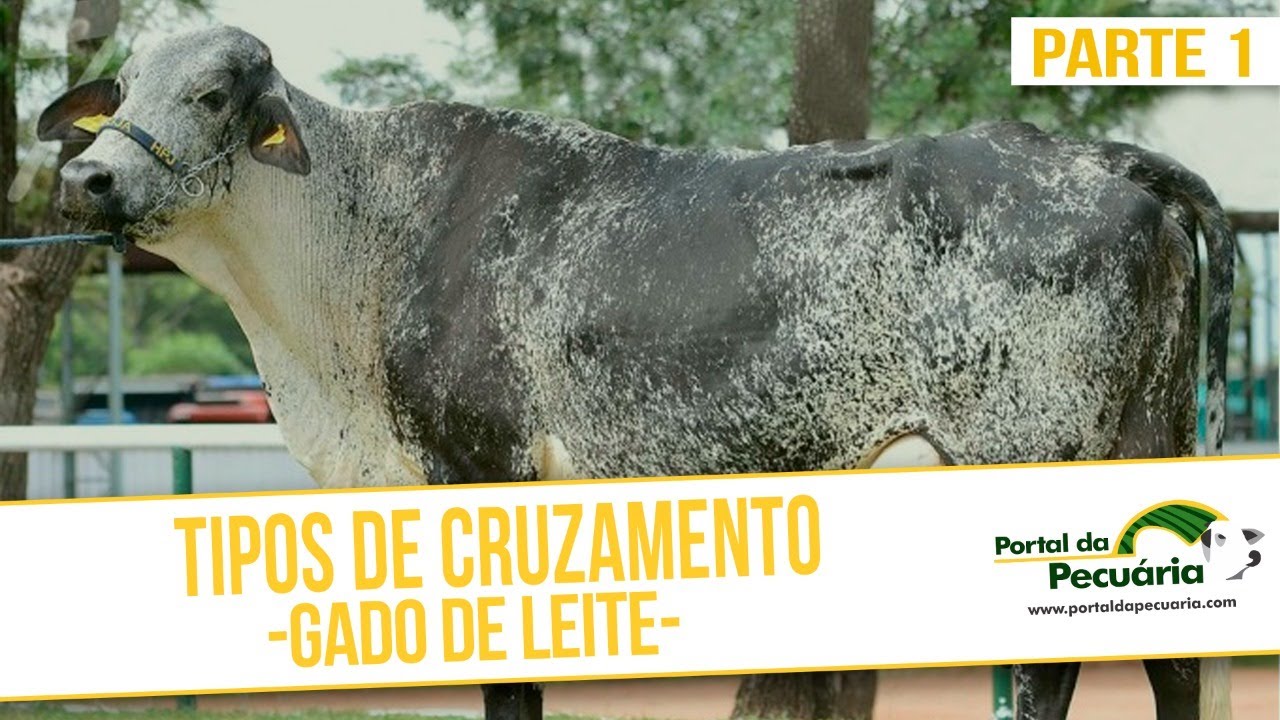 Cruzamentos em gado de leite - Parte 1