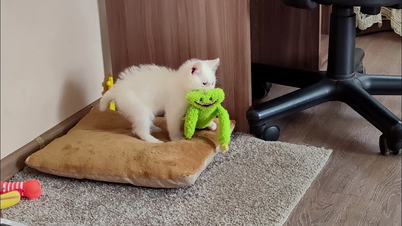 Белый котенок и его плюшевая игрушка.