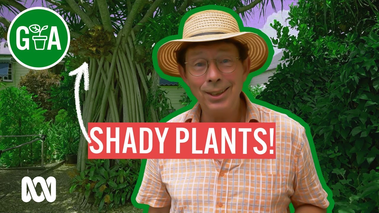 How To Grow Plants In Shade | Gardening Hacks | Gardening Australia