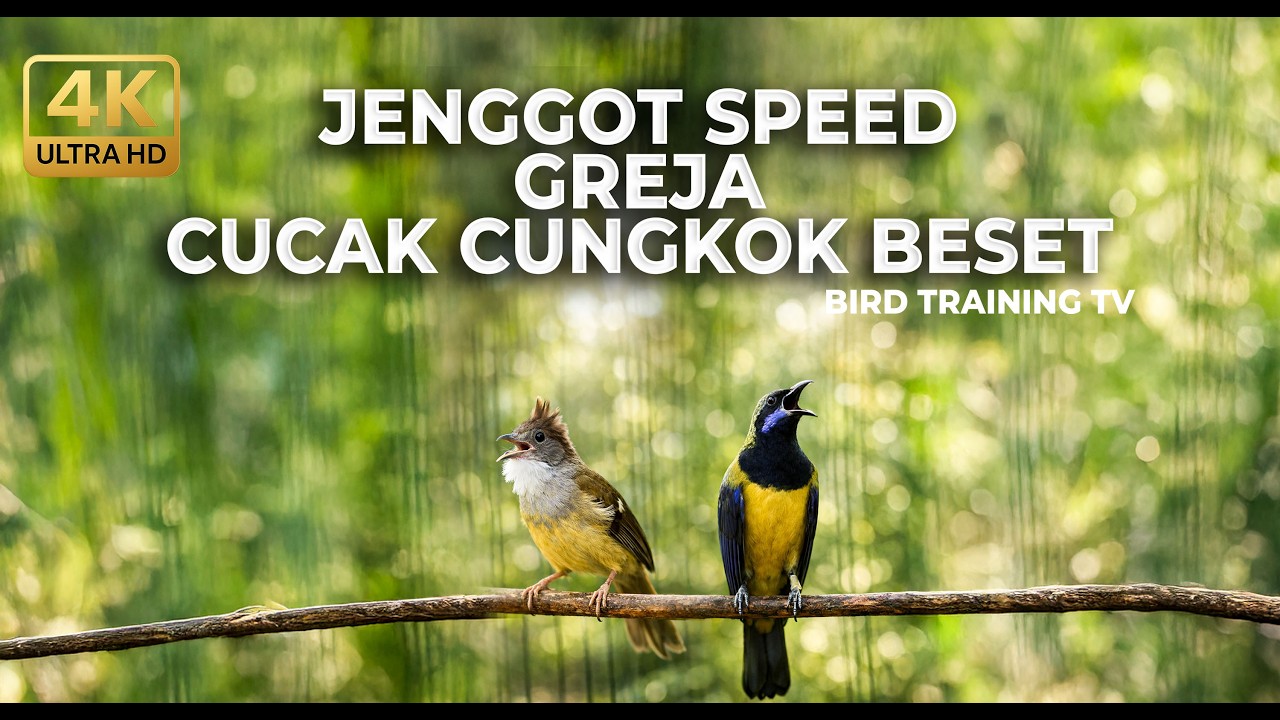 🔴 Live Masteran Cuacak Jenggot Beset Grejaan vs Cucak Cungkok Roll Speed Tajam