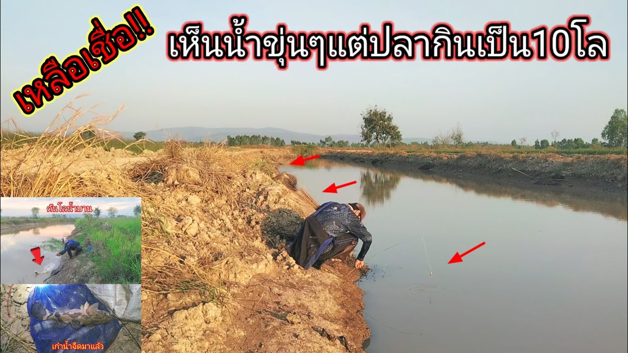 10โล+ดงปลาหน้าแล้งหมายคลองน้ำขุ่นกินเดือดหลากหลายปลามีแต่ใหญ่ๆทั้งนั้น