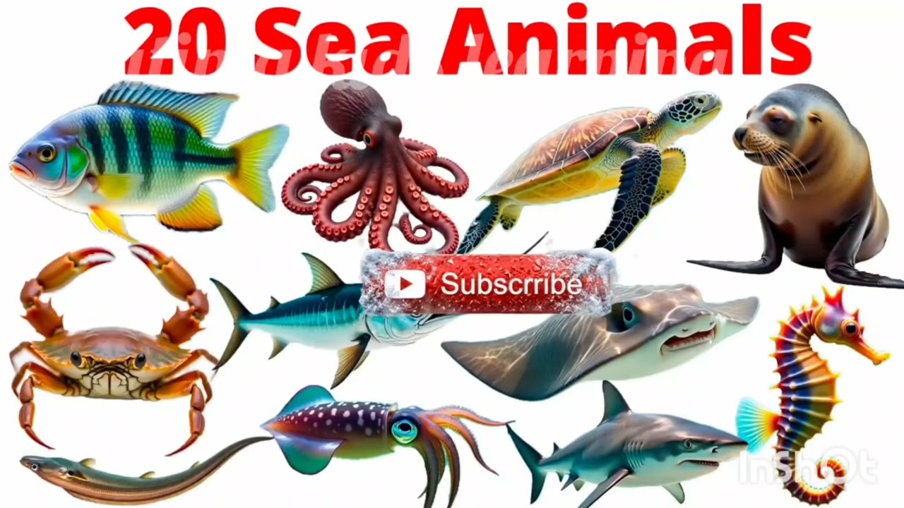 Ocean animals name in hindi and english|समुद्री जीवों के नाम|sea animals 