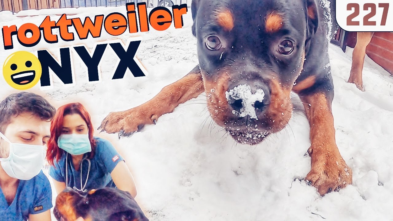 Rottweiler NYX ile Karlarda Boğuştuk! 40KG Olmuş 😍 @DoBiDa 227