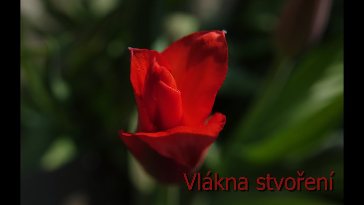 Vlákna stvoření