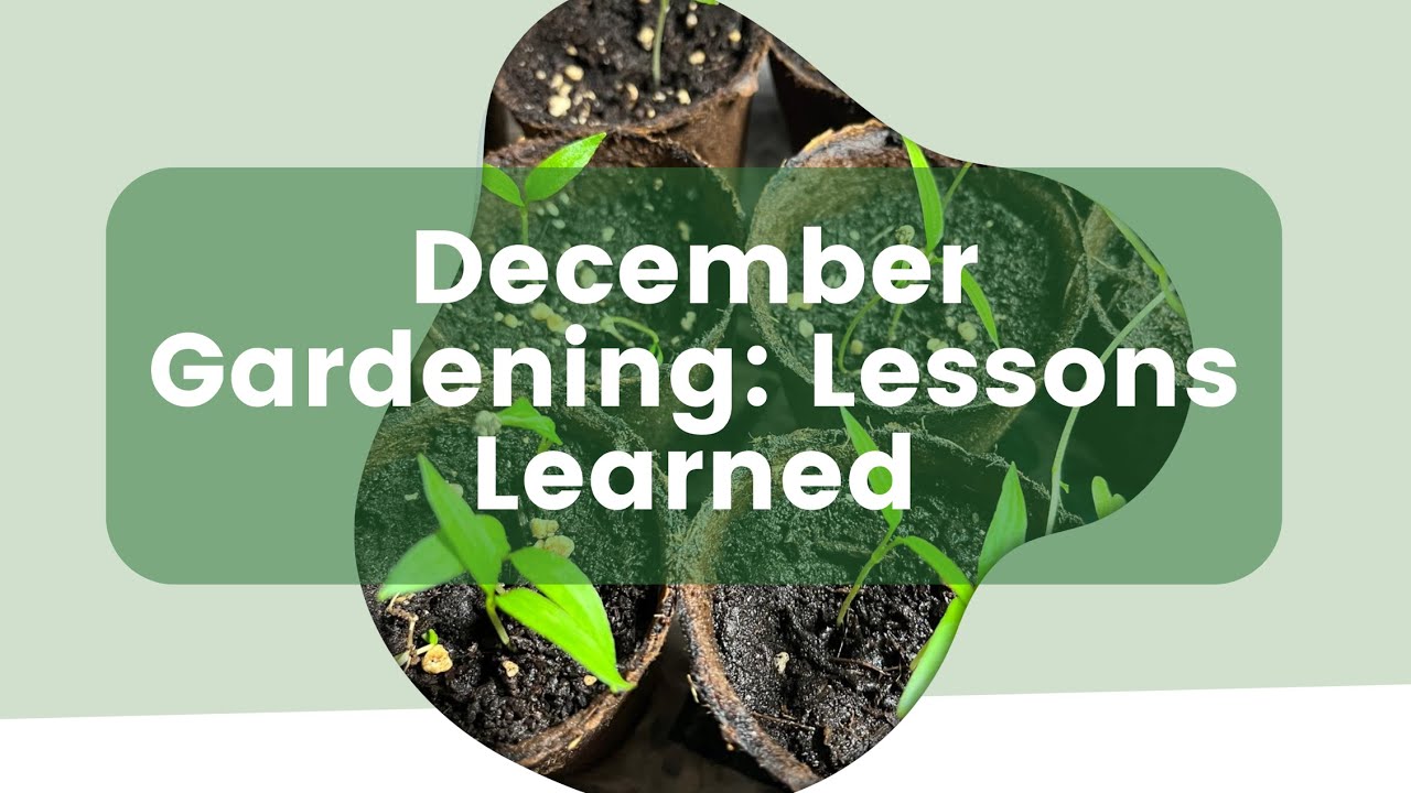December Gardening: Lessons Learned, Planning & Practical Tips for Next Season