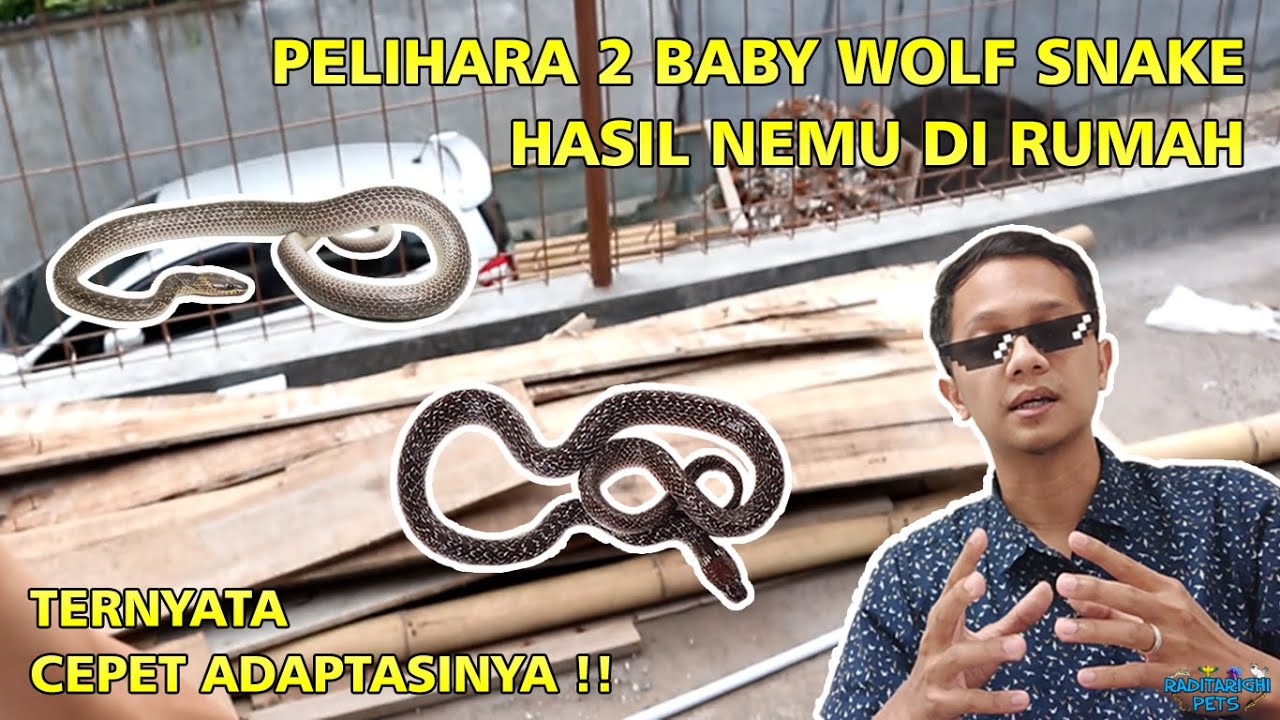 Merawat Bayi Ular Cicak / Ular Genteng / Ular Serigala (Lycodon capucinus), Hasil Nemu di Rumah 🏠