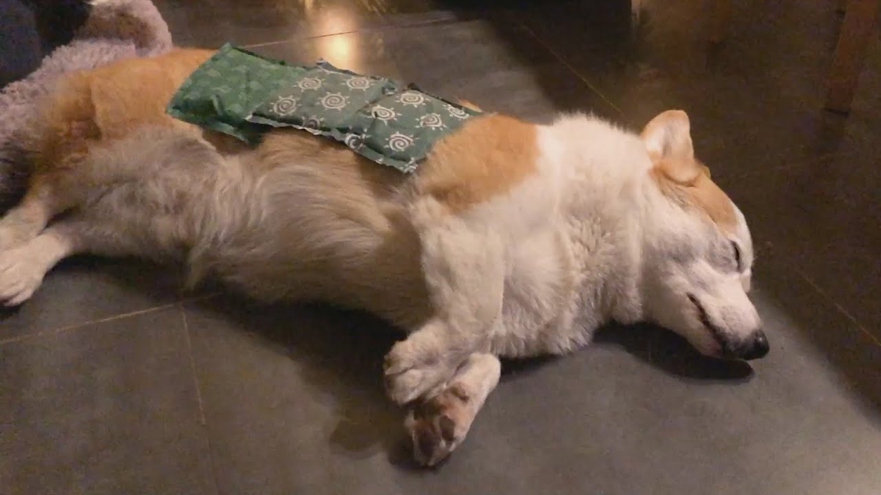 엄마~ 이게 모야? 뜨끈뜨끈해~😴 ㅣ 핫팩을 즐기는 웰시코기 Mommy~ what is it? it's super warm~