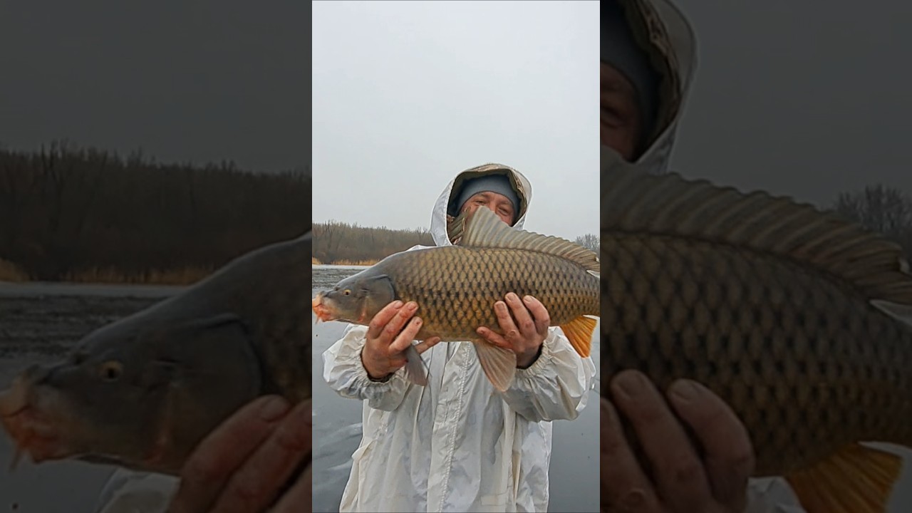 Мамка САЗАН_река ДНЕПР #рыбалка #fishing #fish #bigfish #fishing2026 #carpfishing #carp