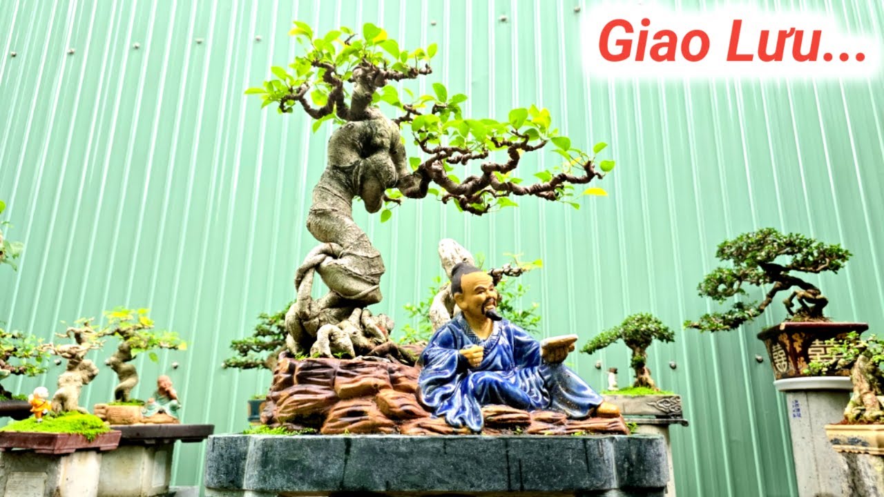 ..Quá Chất. Nhiều Tác Phẩm Cây Cảnh BonSai Nghệ Thuật Đa Dạng Giao Lưu Lh Zalo #0386484997