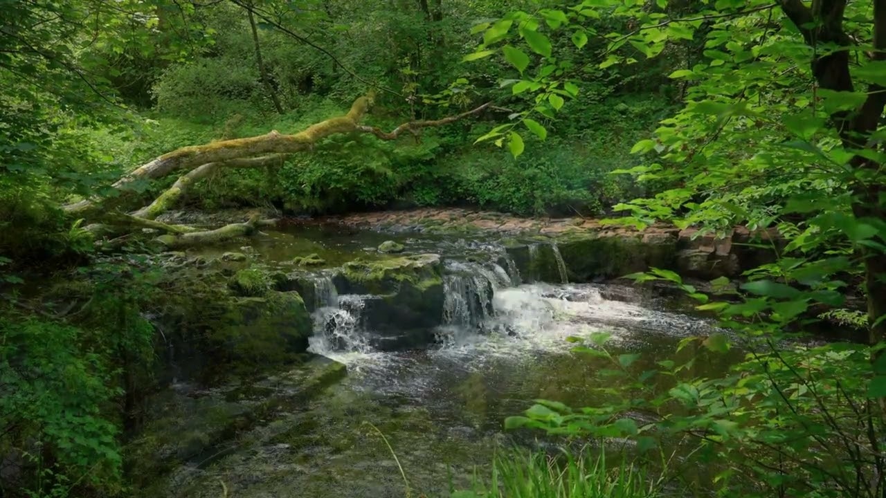 Whispers of the Forest Stream | Peaceful Nature Sounds & Gentle Wildlife Harmony 🌿🦌🎶