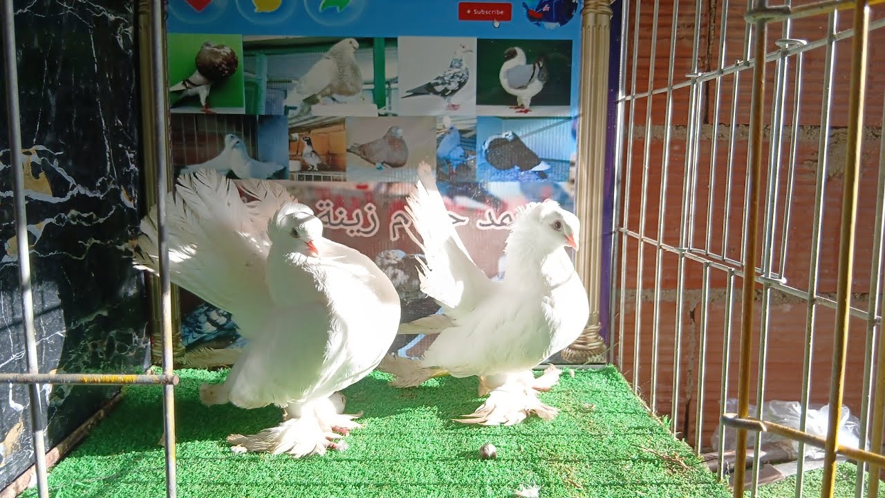 الجديد💯ولمليح🕊كولشي يتولع🎉مع أجود سلالات الحمام زينة🥇تمان فلفيديو🤑البياض 🕊🕊🕊🕊