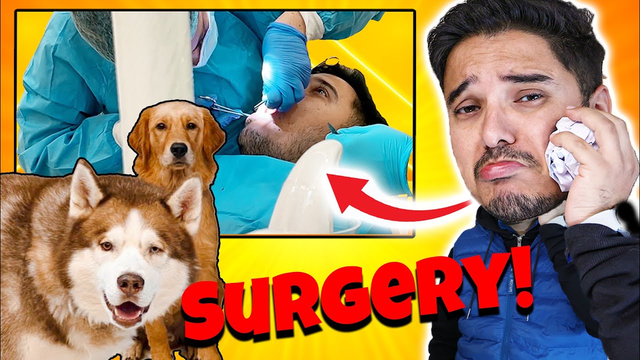 Emergency mei Surgery karwani padi 😩 | THE HIMALAYAN HUSKY