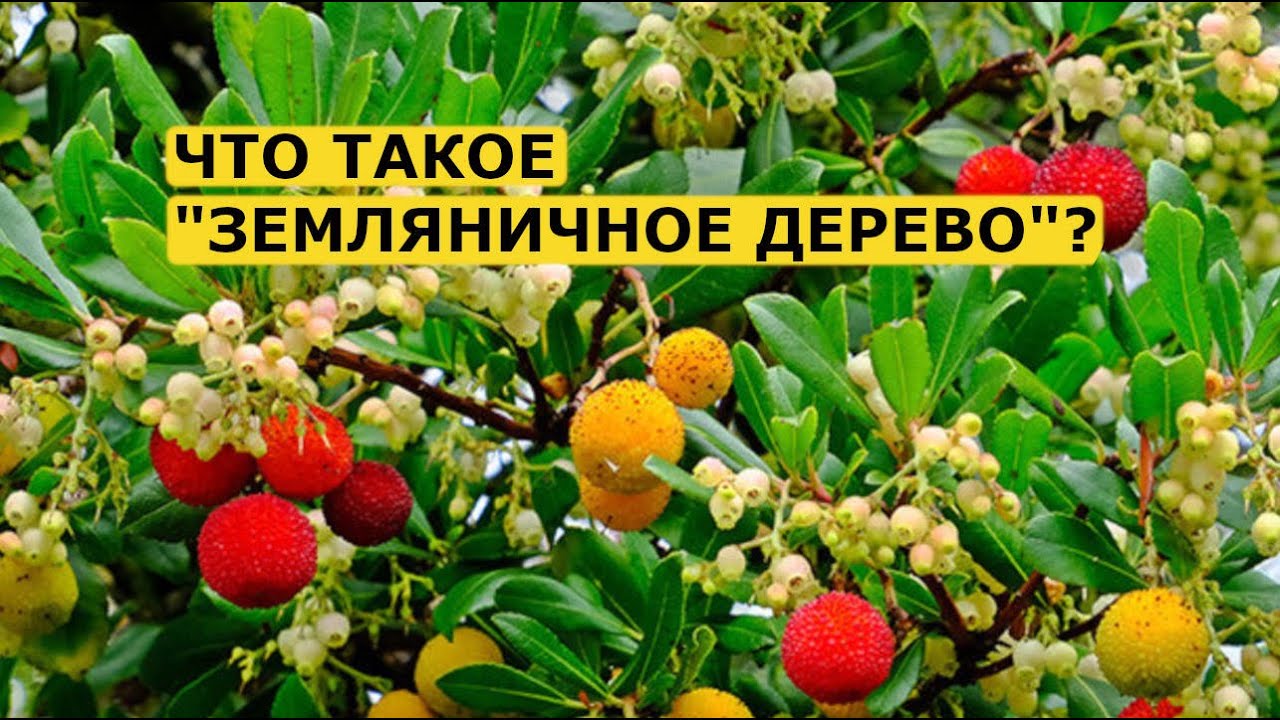 El madro&ntilde;o или Земляничное дерево, которое и цветет, и плодоносит одновременно!