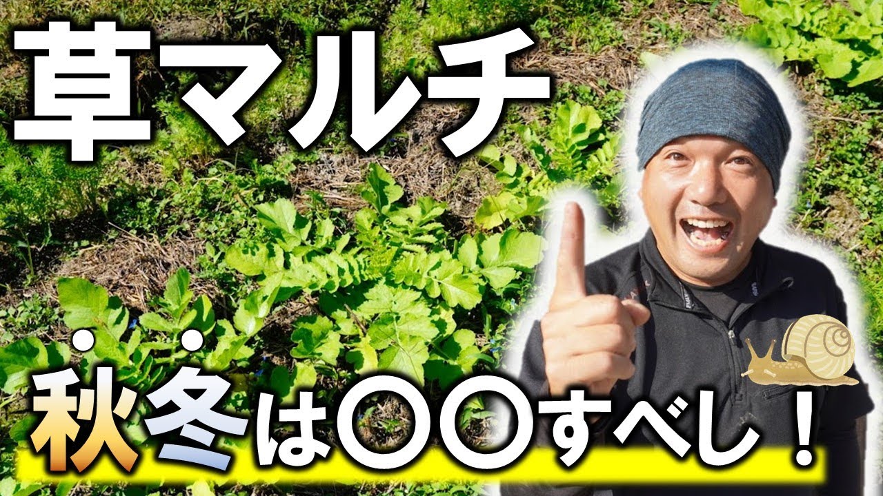 【適当に置いてない？】秋冬の草マルチのコツはこれ！！なめくじやかたつむり避けになる方法紹介！