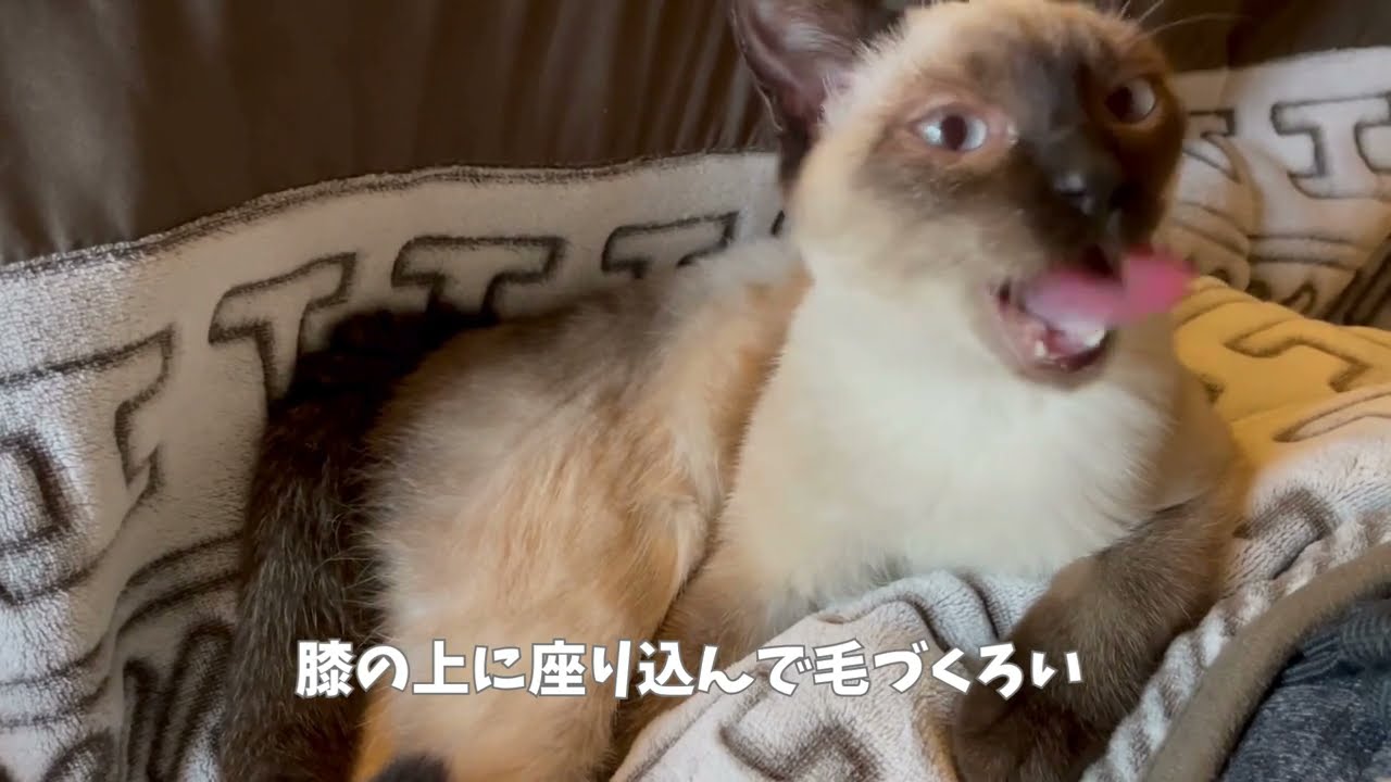 膝の上で毛づくろいしたいだけのシャム猫