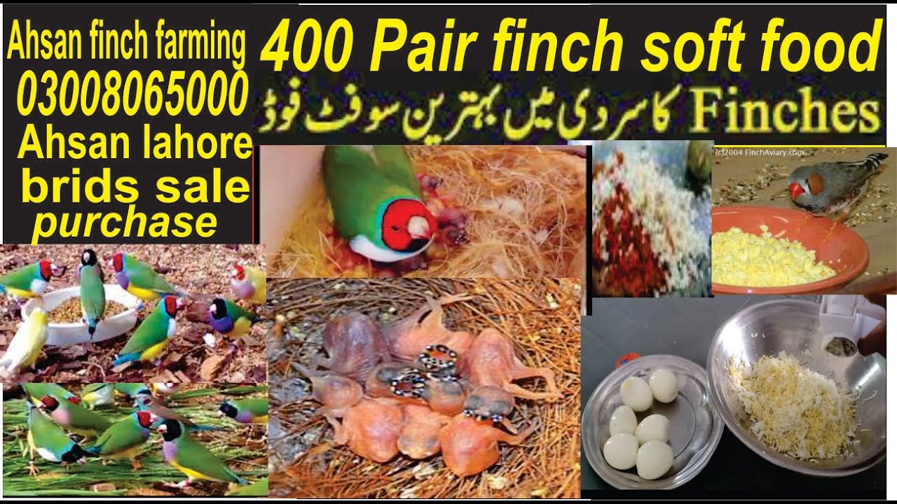 400 pair finch soft food||gouldian finch soft food||finch soft food|| finch soft food|finch farming