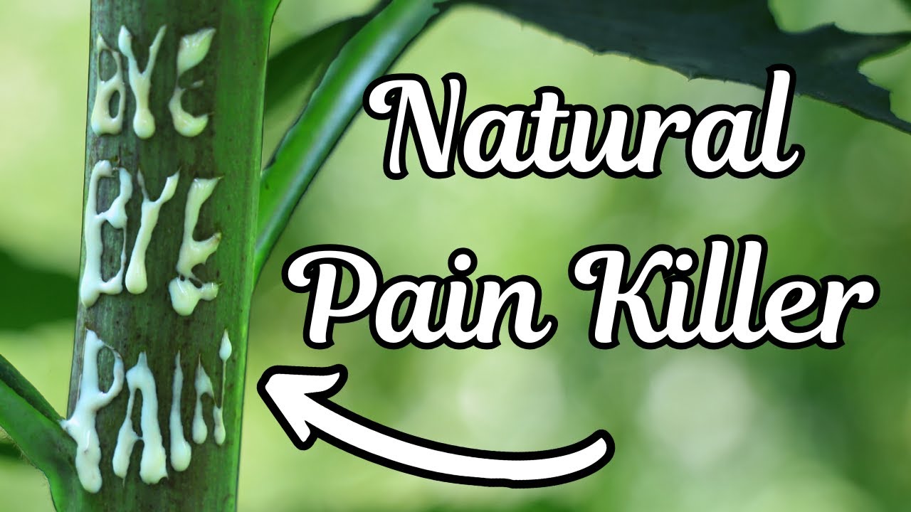 The White Sap of this Common Backyard Plant Relieves Pain and Reduces Anxiety Naturally