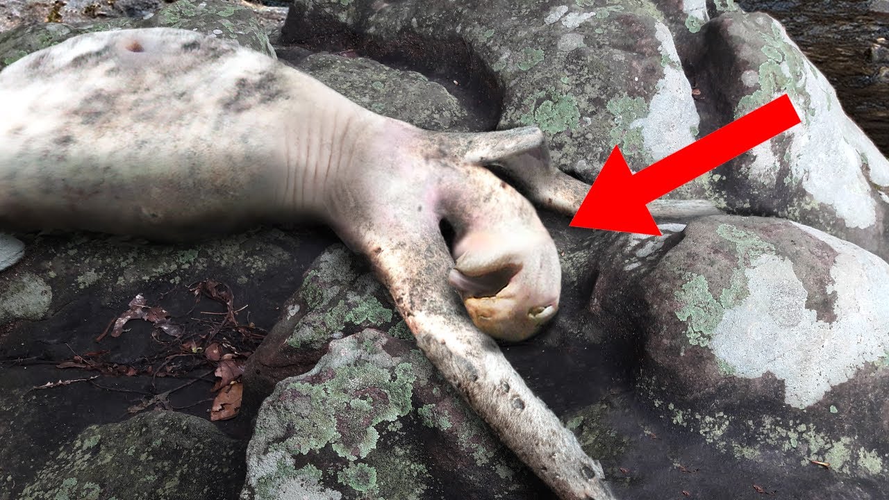 10 DE LAS CRIATURAS NO IDENTIFICADAS M&aacute;s Extra&ntilde;as Que No Creer&aacute;s Que Existen